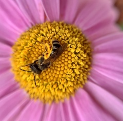 Halictus ligatus