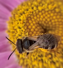 Halictus ligatus