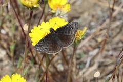 Erynnis afranius