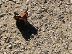 Vanessa atalanta