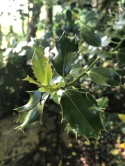 Ilex aquifolium