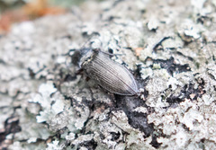 Paraphotistus impressus