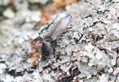 Paraphotistus impressus