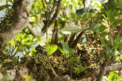 Bulbophyllum newportii