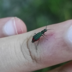 Anthomalachius spinosus