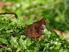 Doleschallia bisaltide