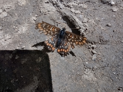 Mala svibanjska riđa (Euphydryas maturna)