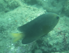 Pomacentrus bipunctatus