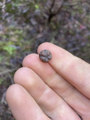 Leptospermum juniperinum