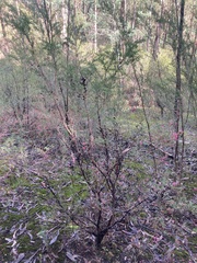 Leptospermum juniperinum