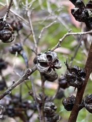 Leptospermum juniperinum