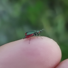 Anthomalachius spinosus