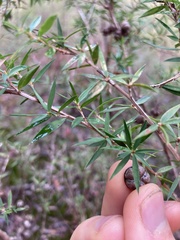 Leptospermum juniperinum