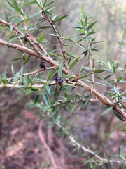 Leptospermum juniperinum