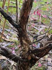 Leptospermum juniperinum