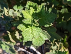 Ribes malvaceum viridifolium