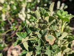 Ribes malvaceum viridifolium