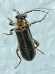 Podabrus basillaris