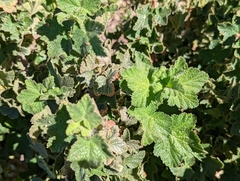 Ribes malvaceum viridifolium