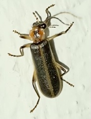 Podabrus basillaris