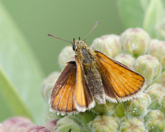 Thymelicus lineola