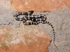 Lycodon travancoricus