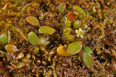 Azorella cockaynei