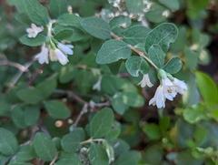 Symphoricarpos rotundifolius parishii
