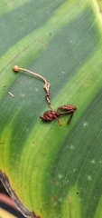 Ophiocordyceps sphecocephala