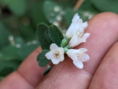 Symphoricarpos rotundifolius parishii
