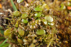 Azorella cockaynei