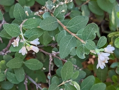 Symphoricarpos rotundifolius parishii