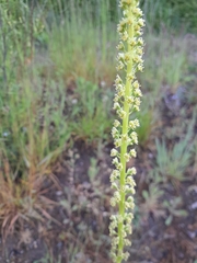 Reseda luteola