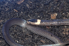 Cacophis harriettae