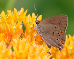 Satyrium titus