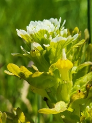 Castilleja ambigua
