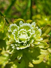 Castilleja ambigua