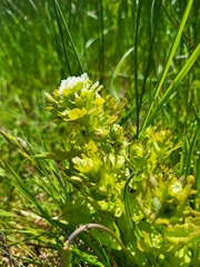 Castilleja ambigua