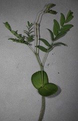 Erythrostemon gilliesii