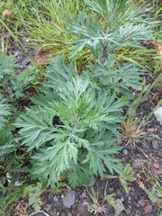 Artemisia vulgaris