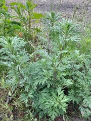 Artemisia vulgaris