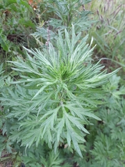 Artemisia vulgaris