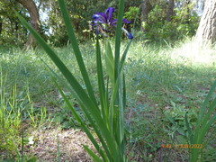 Iris reichenbachiana