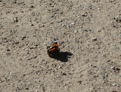 Vanessa atalanta