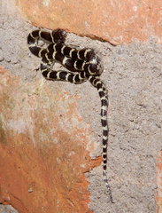 Lycodon travancoricus