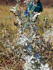 Berkheya carlinopsis