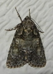 Acronicta afflicta