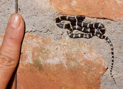 Lycodon travancoricus