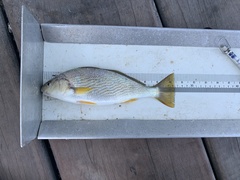 Umbrina roncador