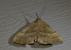 Hypena atomaria